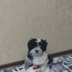 Собака Мультипу