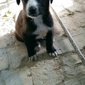 Лучик, щенок 3 месяца мальчик