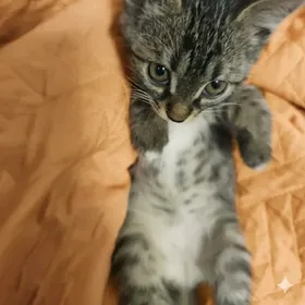 Pishijek Котенок