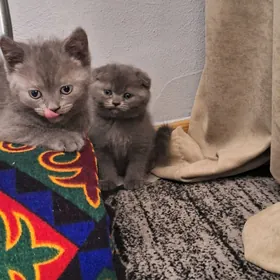 шотландская кошка