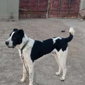 ady Ýolbars ady ,, Ýolbars.