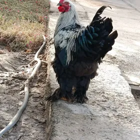 Brama horaz ve touk.