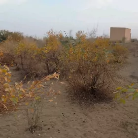 Jylpasyoluk 16sotuk mellek