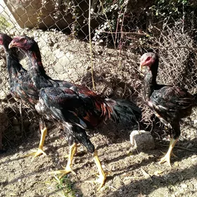 TAŞKENT HORAZ JÜJE