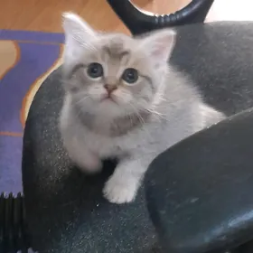 Шотландские котятки