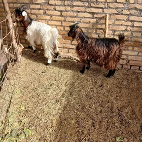 SATLYK BAKYLAN ÇEWIŞ