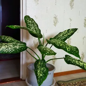 диффенбахия