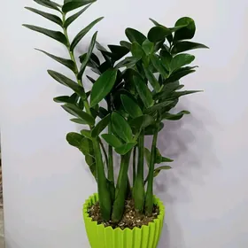 ЗАМИОКУЛЬКАС