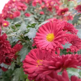 Öý. kömekçi Aýal - Gyz gerek.