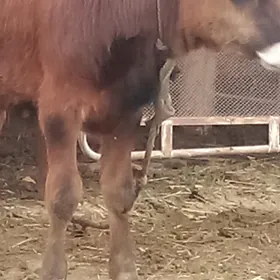 аматли окуз