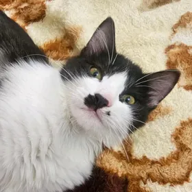 турецкая ангора