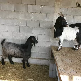 SEMIZ GEÇILER BAKYLAN