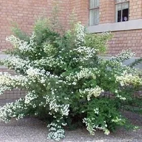 Arenda kwartira gerek