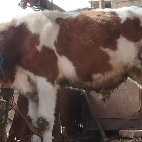 оргинал сментал окуз