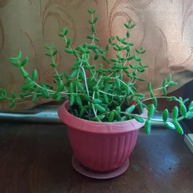 Комнатное растение