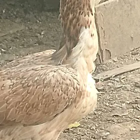 Парода   товук