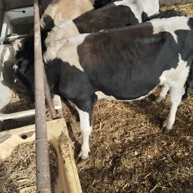 okuz. arassa Galisteyin