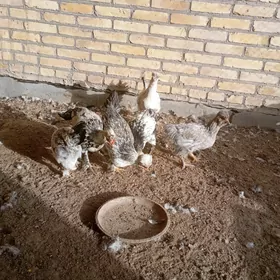 брама+гигант джужелер