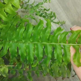 папоротник