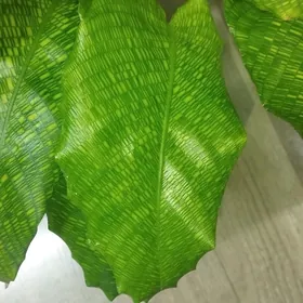 Калатея Мазаика