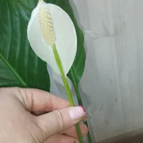 женское счастье