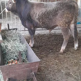 Bakylan şwes öküz