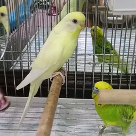 попугаи с клеткой
