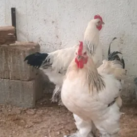 брамы петухи bramy horozlar