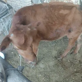 Yasyna yetmedik unajyn