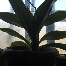 Домашние цветы