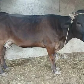 окузлер сыгыр