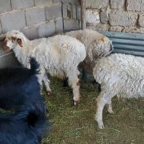 tokly goç çiçilen