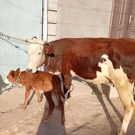 танали сгир