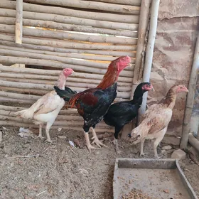 Bayes Towk Taskent Horaz