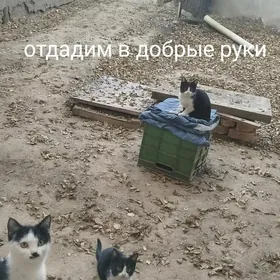 Котята