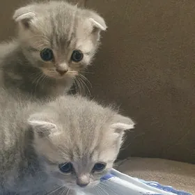 Шотландские котята