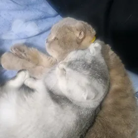 Оригинал шотландские котята