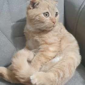 Вислоухий мальчик