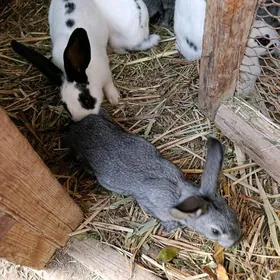 Towşan ulysy we klçlsl bar