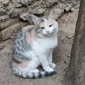 бесплатно, в добрые руки