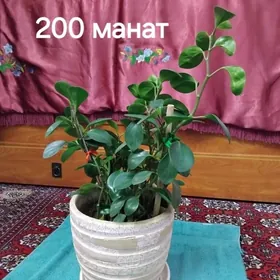 Комнатные цветы. öý gülleri