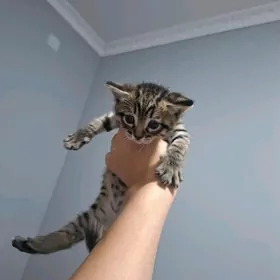 pishikijek котёнок