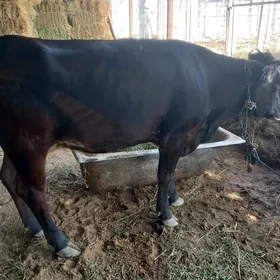 gysyr sygyr bakymya duran