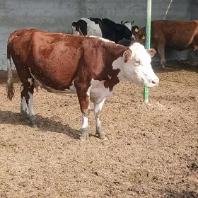 Simental bogaz sygyr