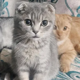 Шотландские котята