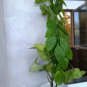 Домашнее растение