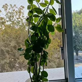 Домашнее растение