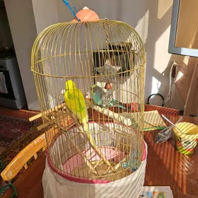 попугайчик