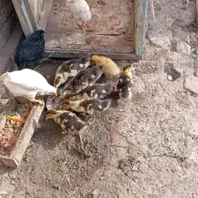 индоуточки цеплята