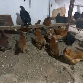 товук сатлык